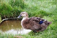 1. (Animal Life photo of a Duck) CNV00043