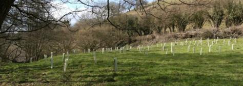 Hundred Acre Wood in the Cotswolds, Gloucestershire.  Current Planting Site for Woodland Friends