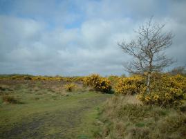 15.  MOD Training Ground, Browndown, Hampshire UK (Lanscapes)