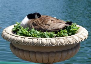 duck at kew gardens