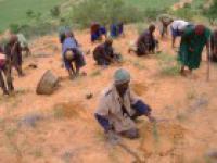 Planting in the Dunes