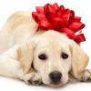 Canine Partners